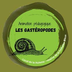 Animation Gastéropodes